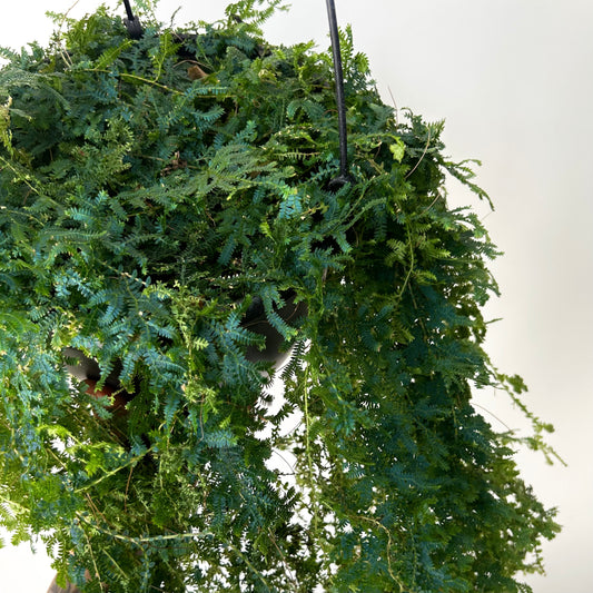 Peacock Fern (Selaginella uncinata) 8” hanging basket