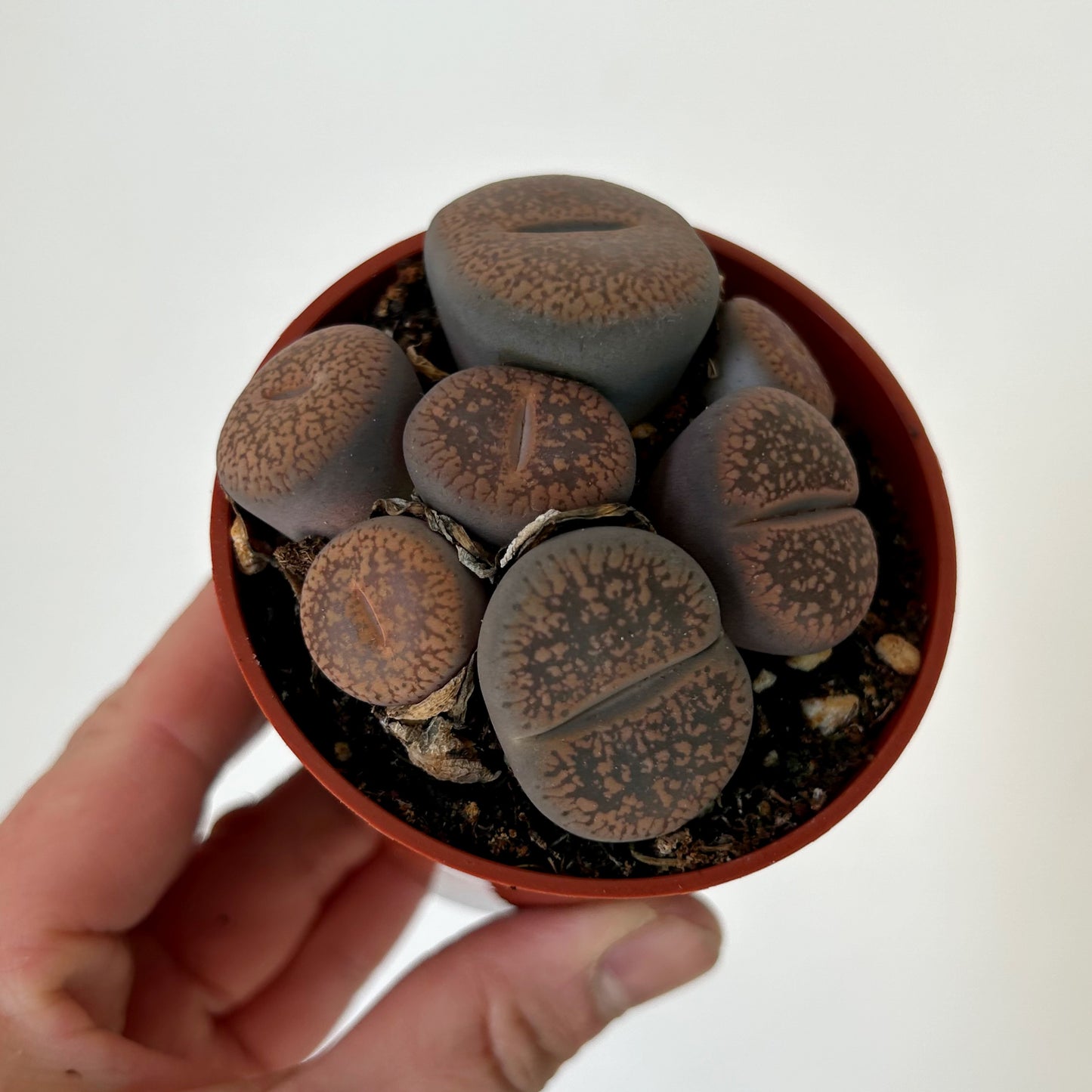 Living Stones Succulent (Lithops) 3" pot