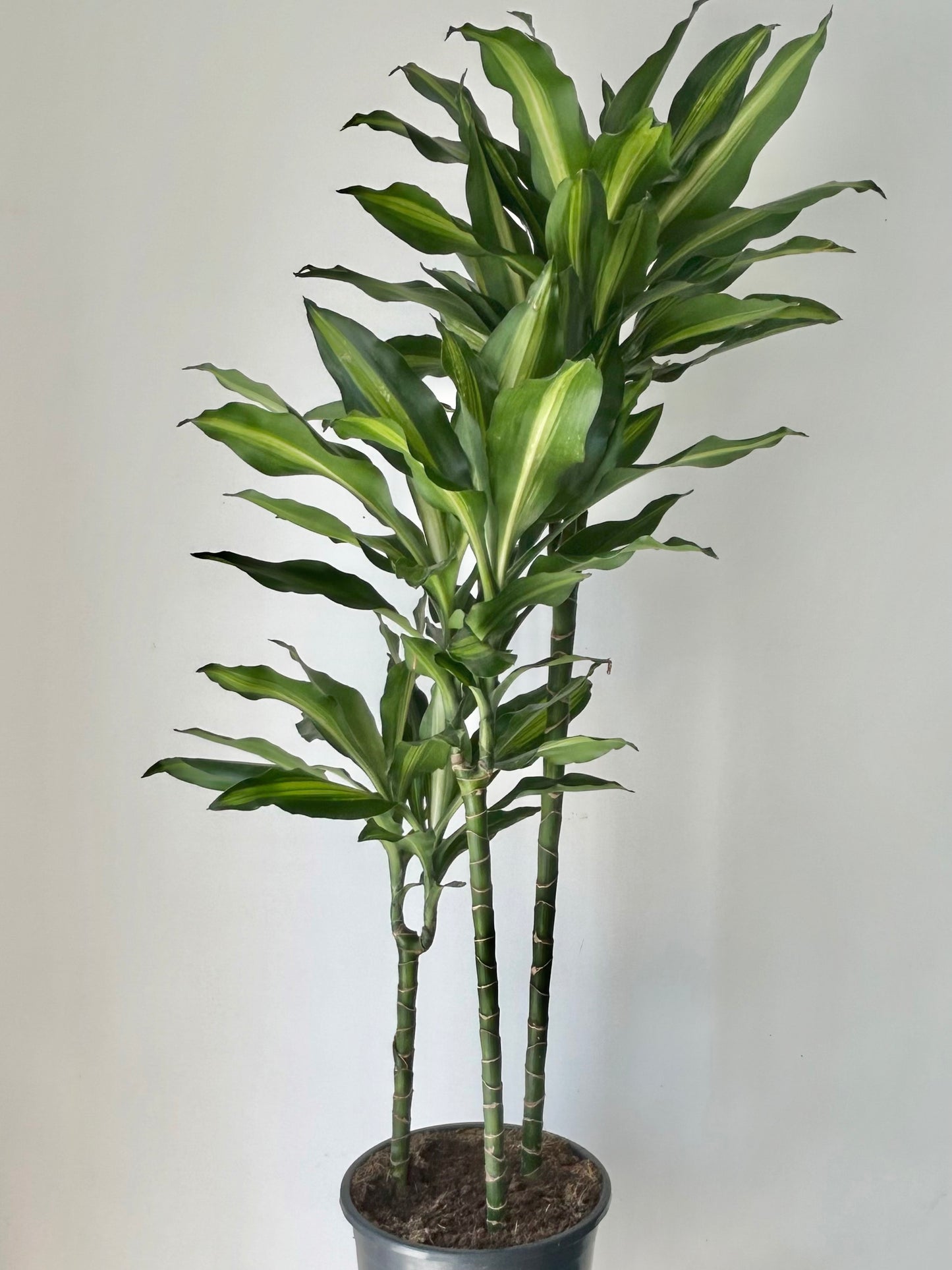 Dracaena fragrans ‘Cintho’ 8” approximately 3 ft tall in 8”pot