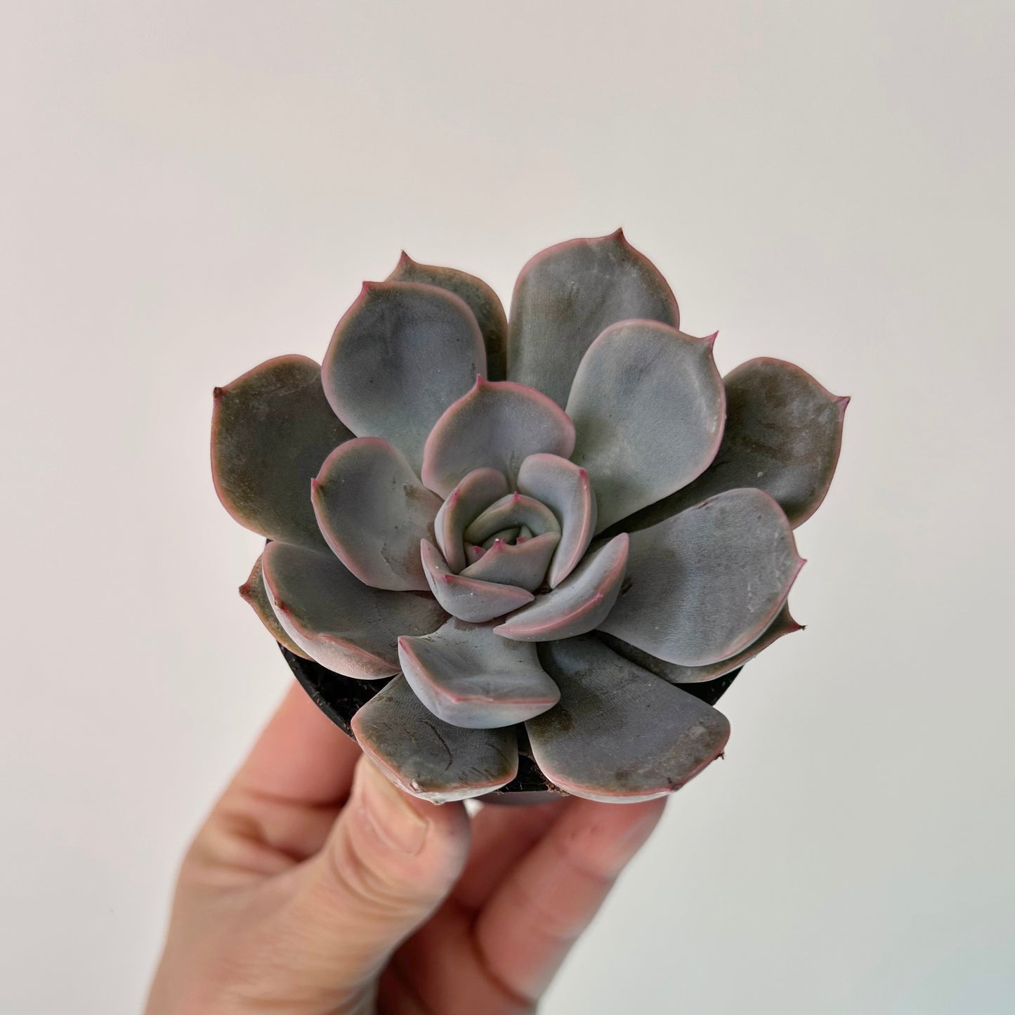 Echeveria “Orion”2.5” pot