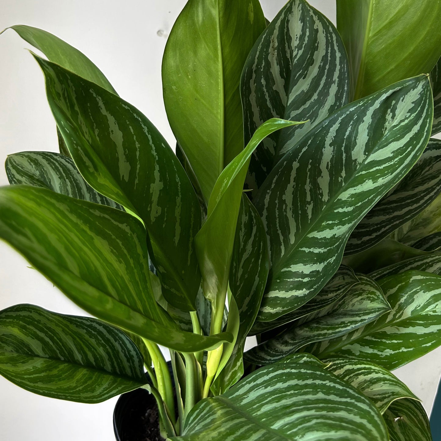 Aglaonema ‘Stripes’ approximately 3 ft tall in 10” pot