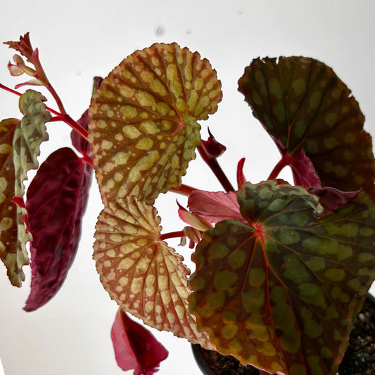 Begonia chlorosticta 4” pot