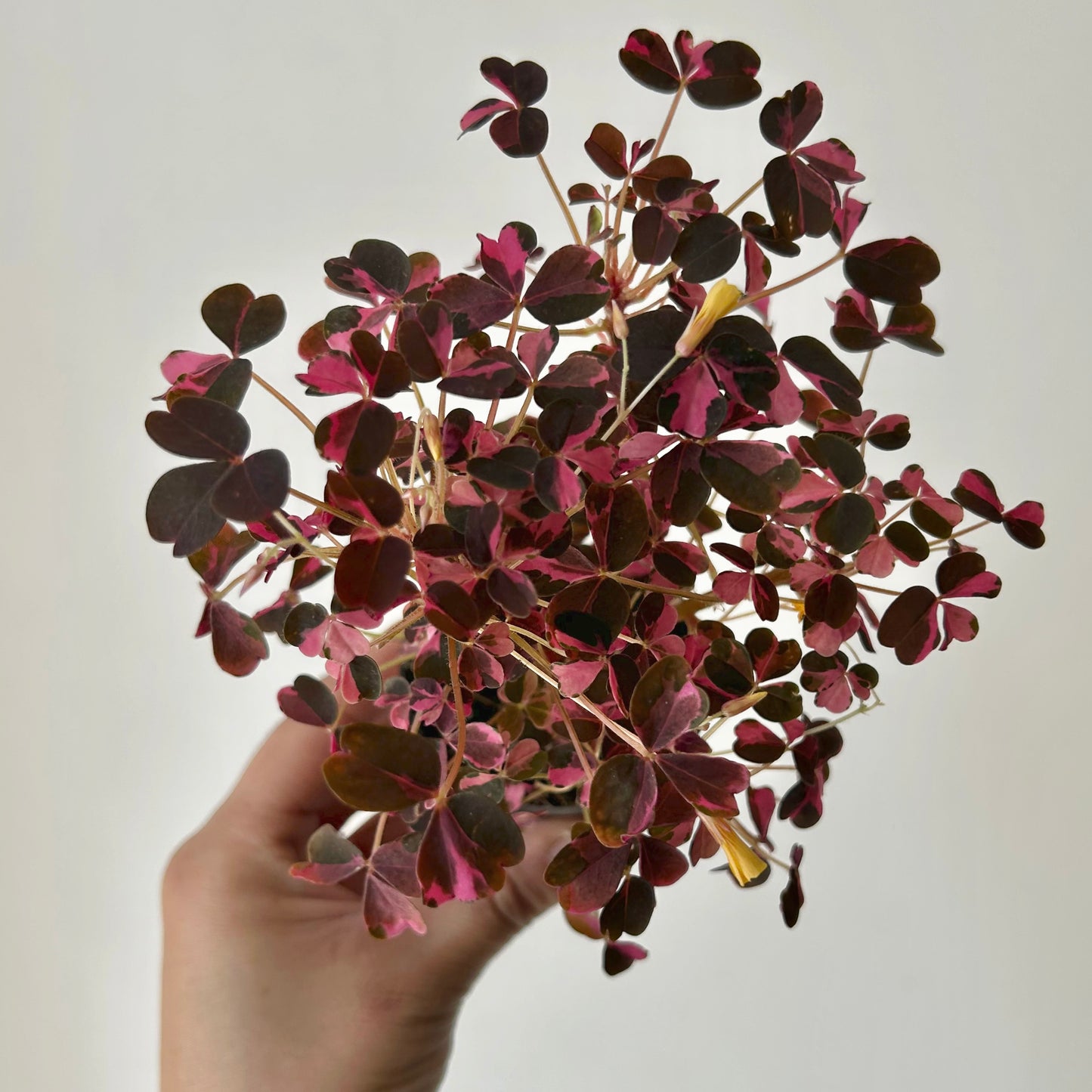 Oxalis vulcanicola “Plum Crazy” 2.5”pot