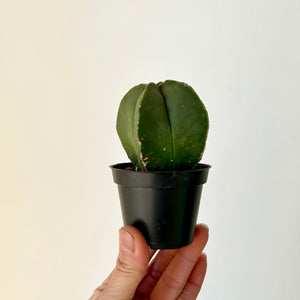 Bishops Cap Cactus (astrophytum myriostigma nudum )2.5” pot
