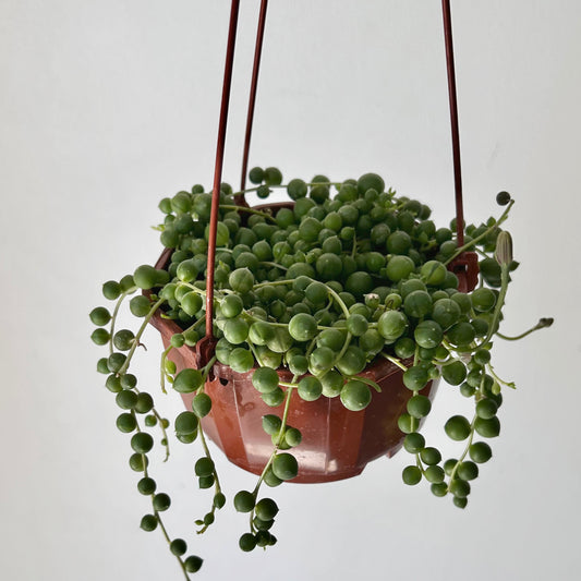 String of Pearls (Senecio Rowleyanus) 4.5 hanging basket