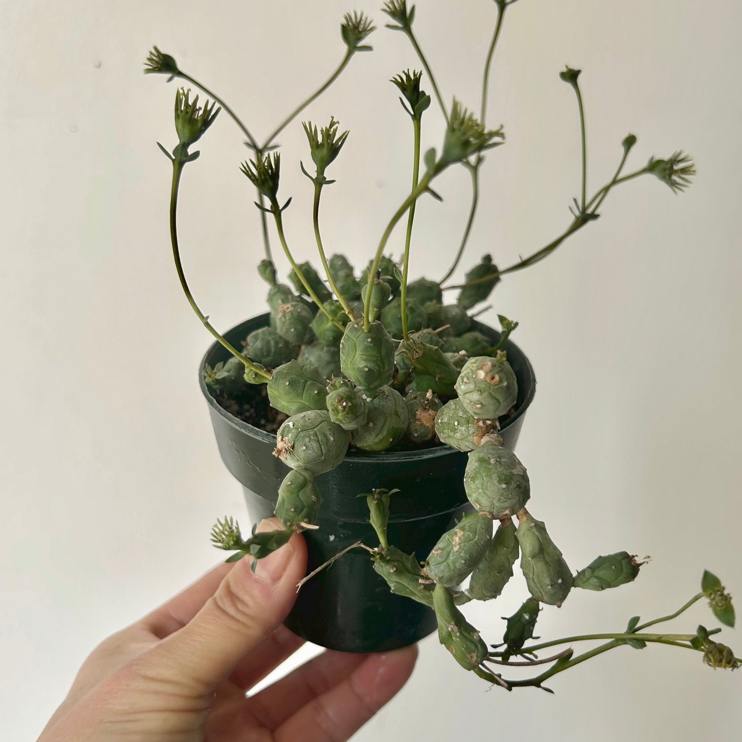 Euphorbia globosa 3.5"pot