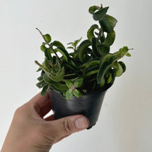 Load image into Gallery viewer, Lipstick Plant Twisted 3.5” pot
