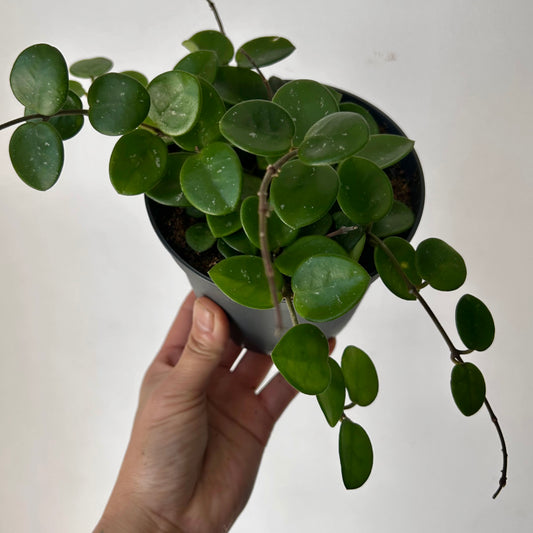 Hoya Mathilde 5” pot