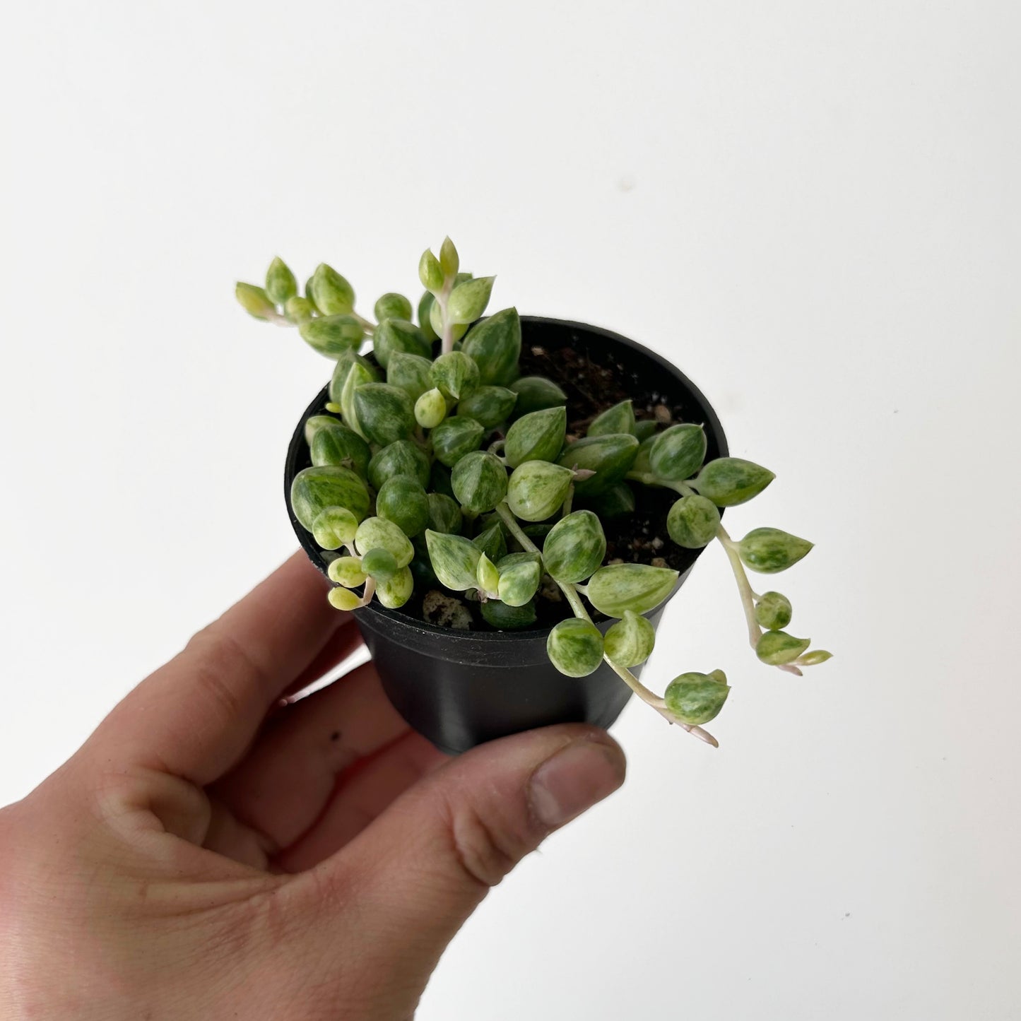 Variegated String of Tears Succulent (Senecio herreanus) 2.5” pot