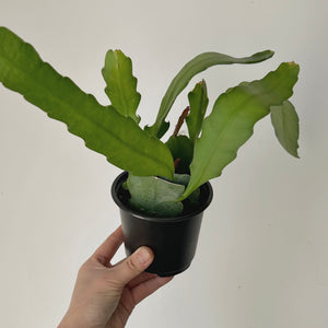 Orchid Cactus (Epiphyllum) 4” pot