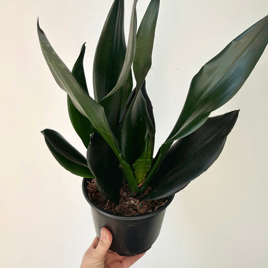 Sansevieria "Black Dragon" 6” pot