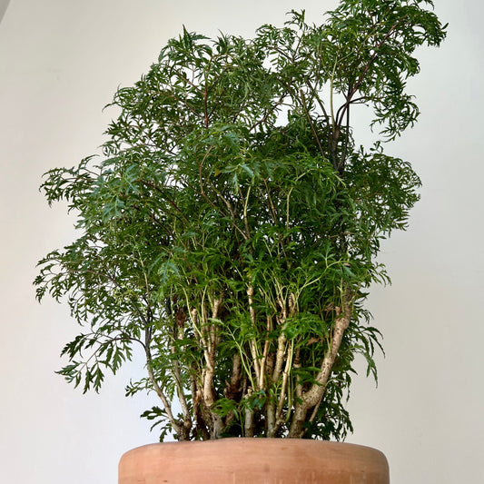 Ming Aralia Stump (Polyscias fruticosa) approximately 20 inches tall in 6” pot