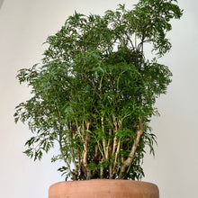 Load image into Gallery viewer, Ming Aralia Stump (Polyscias fruticosa) approximately 2 feet tall in 6” pot
