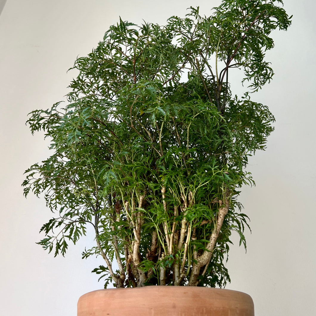 Ming Aralia Stump (Polyscias fruticosa) approximately 2 feet tall in 6” pot