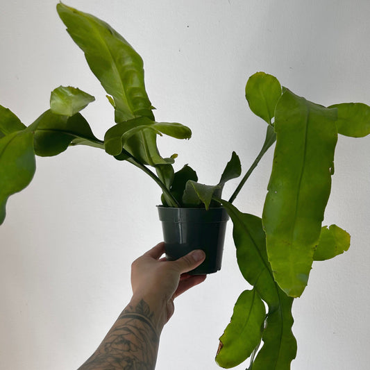 Queen-of-the-Night Jungle Cactus(Epiphyllum Oxypetalum) 4”pot
