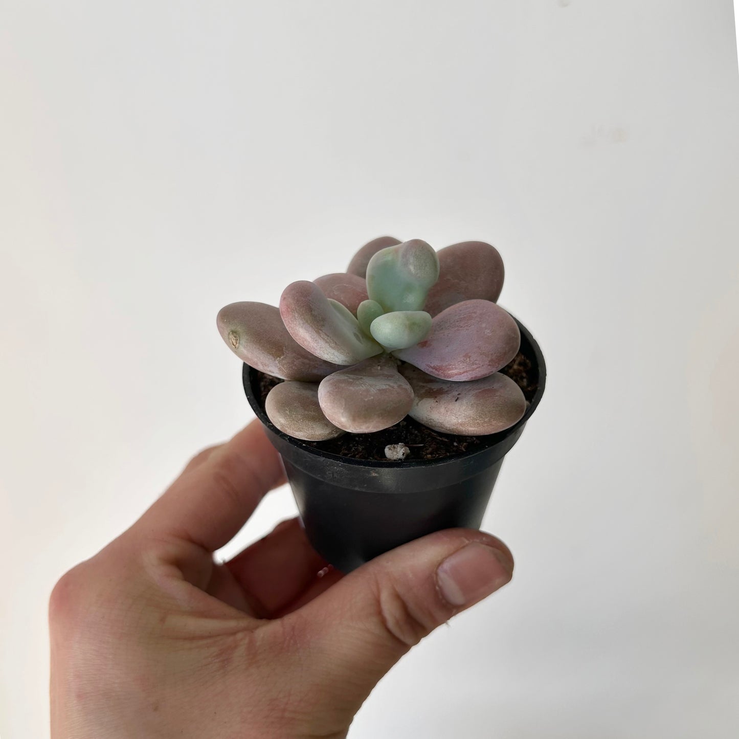 Lavender Pebble Succulent (Graptopetalum amethystinum) 2.5” pot