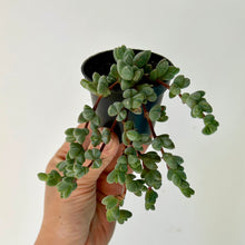 Load image into Gallery viewer, Beads Lampranthus (Braunsia maximiliani )2.5”pot

