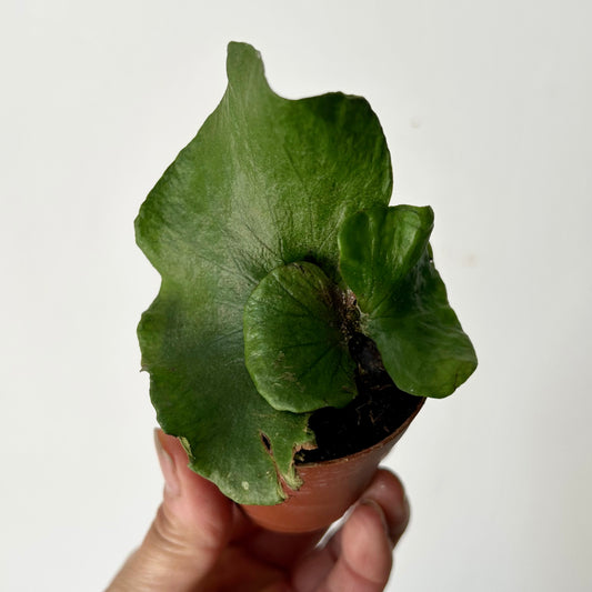 Elephant’s-Ear Fern (platycerium angolense) 2.5” pot