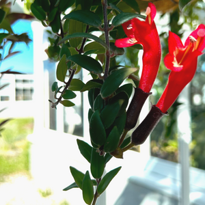 Lipstick TRIO PLANT BUNDLE