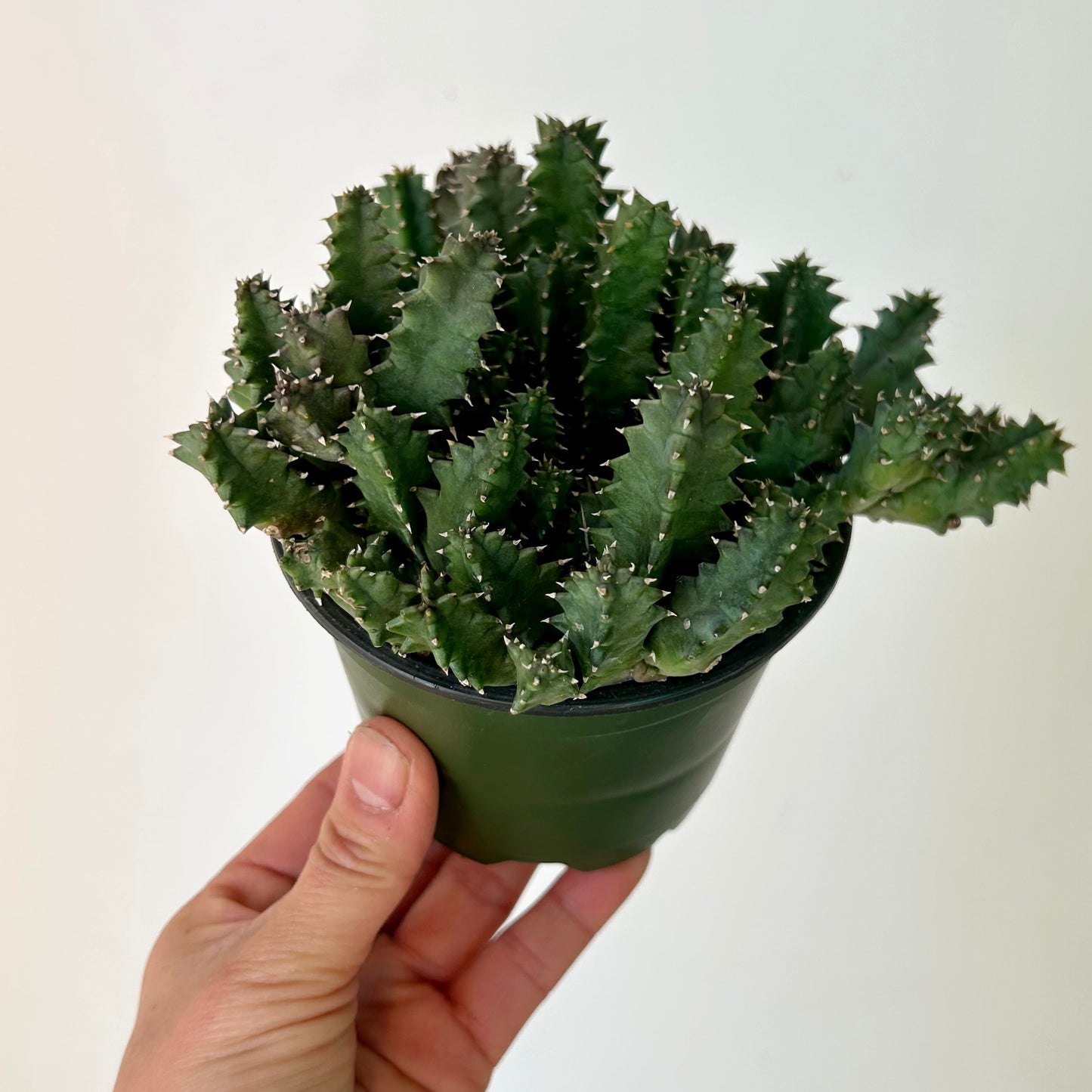 Lifesaver Plant (Huernia zebrina) 4”pot
