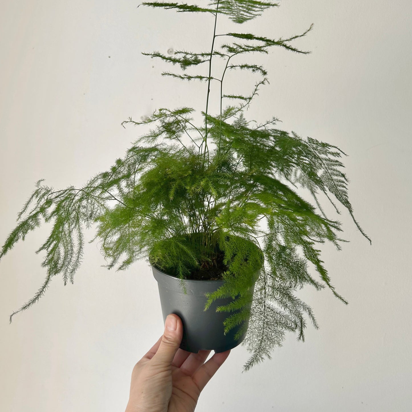 Common Asparagus Fern Plumosa 5” pot