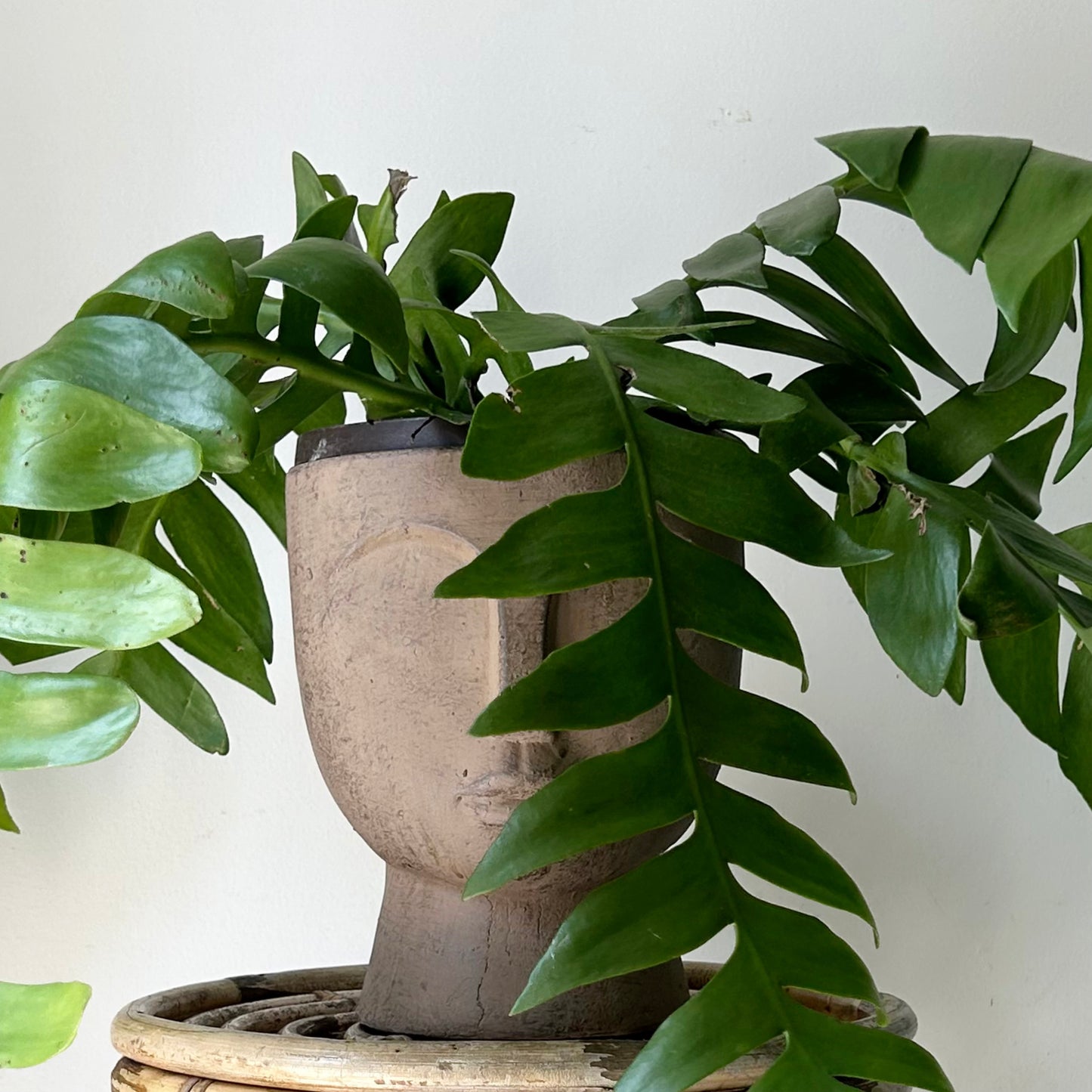 JUNO Pedestal Face Planter (7”x9)