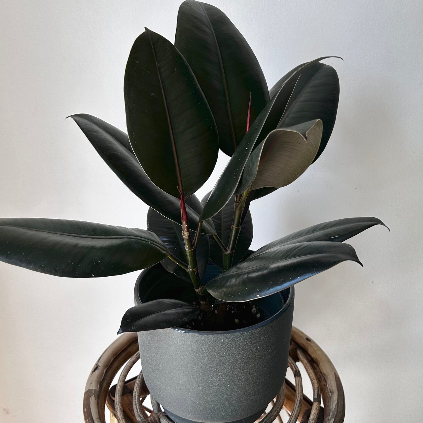 Burgundy Rubber Fig Column (Ficus Elastica) 6” pot
