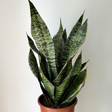 Load image into Gallery viewer, Sansevieria trifasciata &quot;Golden Edge&quot; approximately 2Ft tall in 8.5”pot
