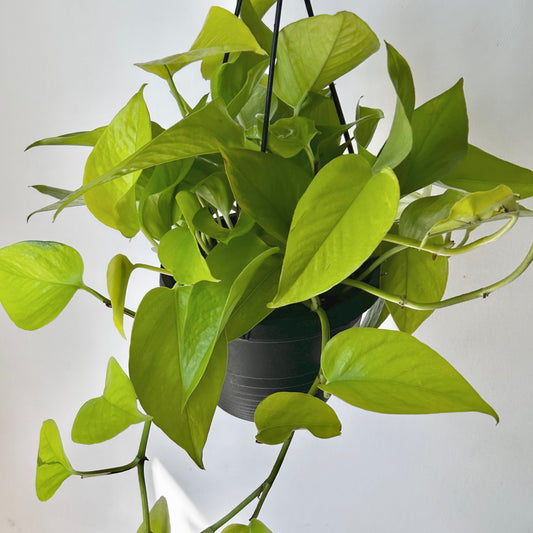 Neon Pothos 6” hanging basket