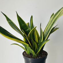 Load image into Gallery viewer, Sanseveria &quot;Gold Flame&quot;  6” pot
