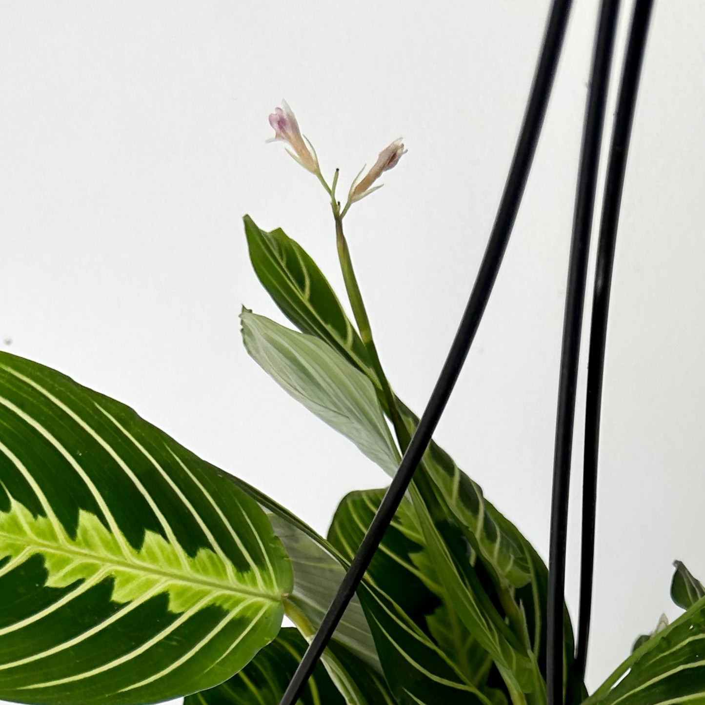 Prayer Plant  (Maranta) Lemon Lime’ 6” hanging basket