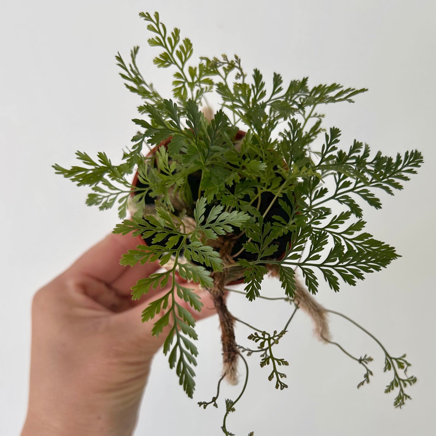 Rabbit Foot Fern (Davallia fejeensis) 3”pot