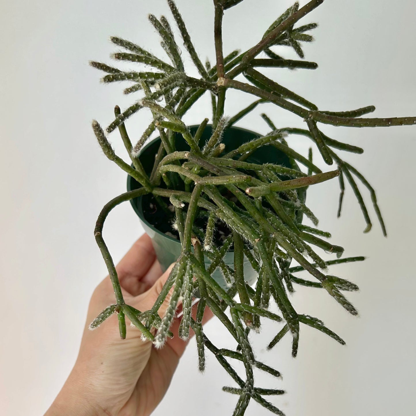 Hairy-Stemmed Rhipsalis (pilocarpa) 4”pot