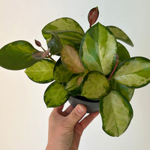 Hoya Australis “Lisa” 5”pot