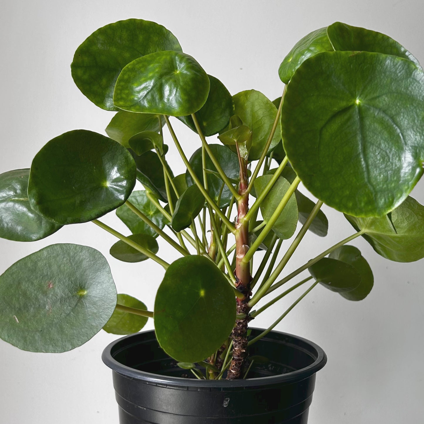Chinese Money Plant (Pilea Peperomioides) 8” pot