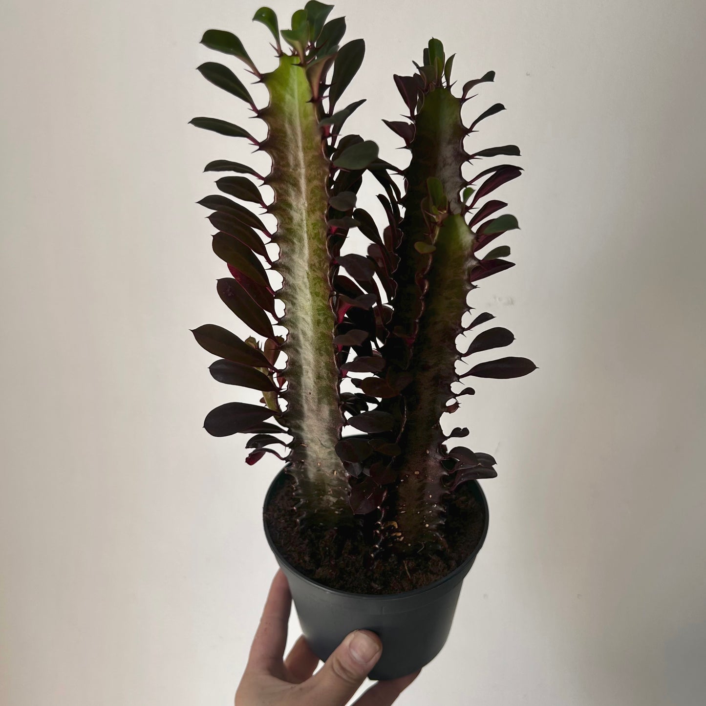 Euphorbia trigona ‘Rubra’ (three stalks) 5”pot