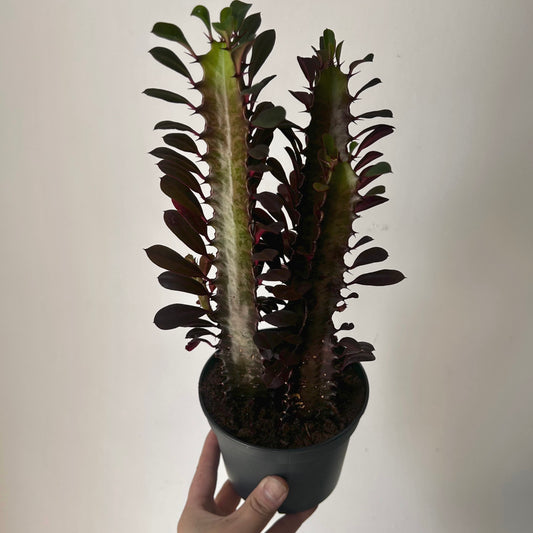 Euphorbia trigona ‘Rubra’ (three stalks) 5”pot