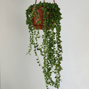 String of Pearls (Senecio Rowleyanus) 4.5 hanging basket