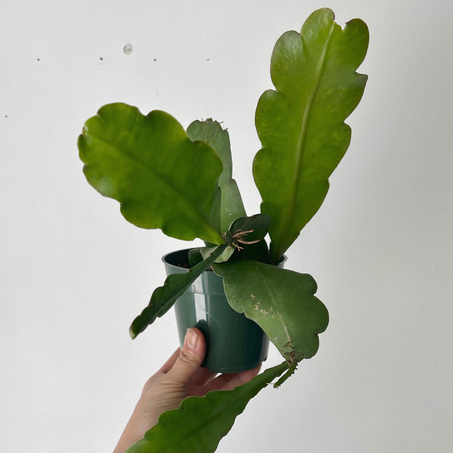 Orchid Cactus (Epiphyllum) 4” pot