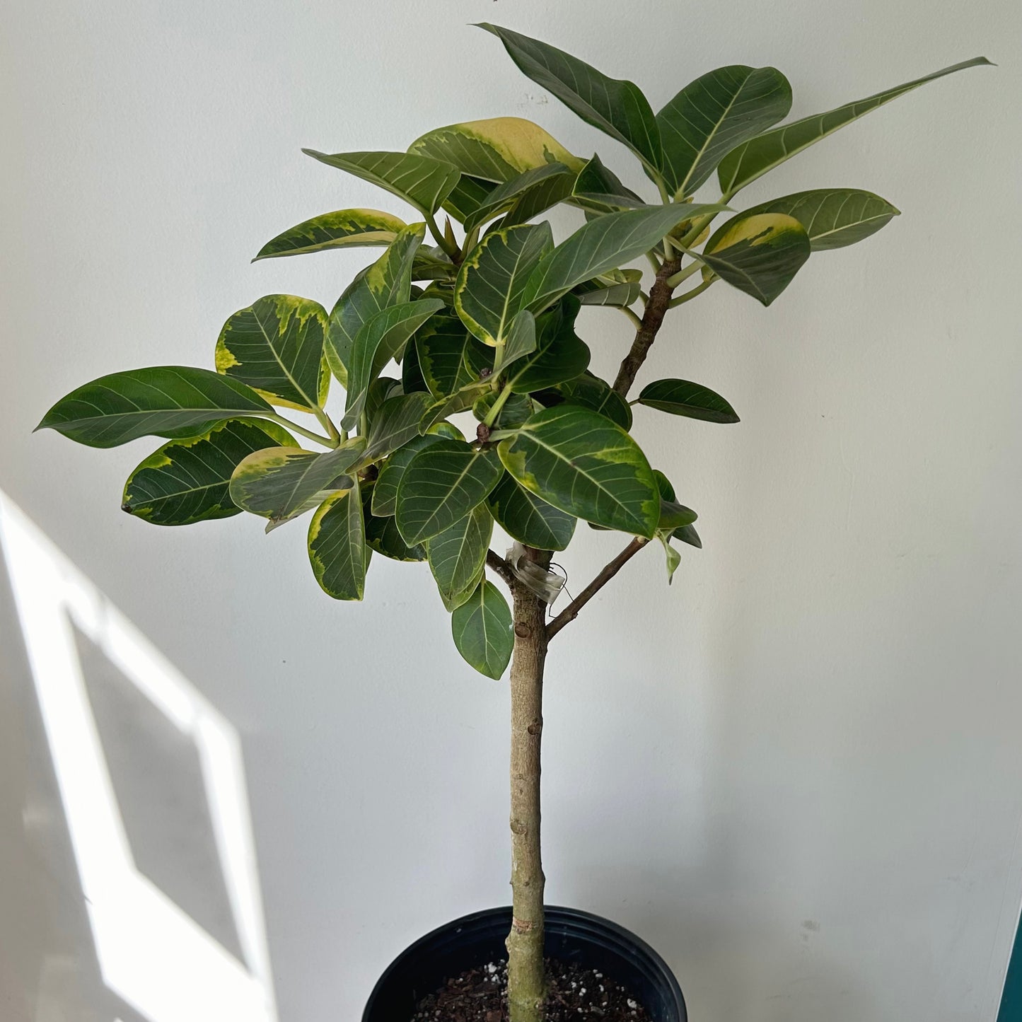 Ficus Altissima  approximately 4ft tall in 10” pot