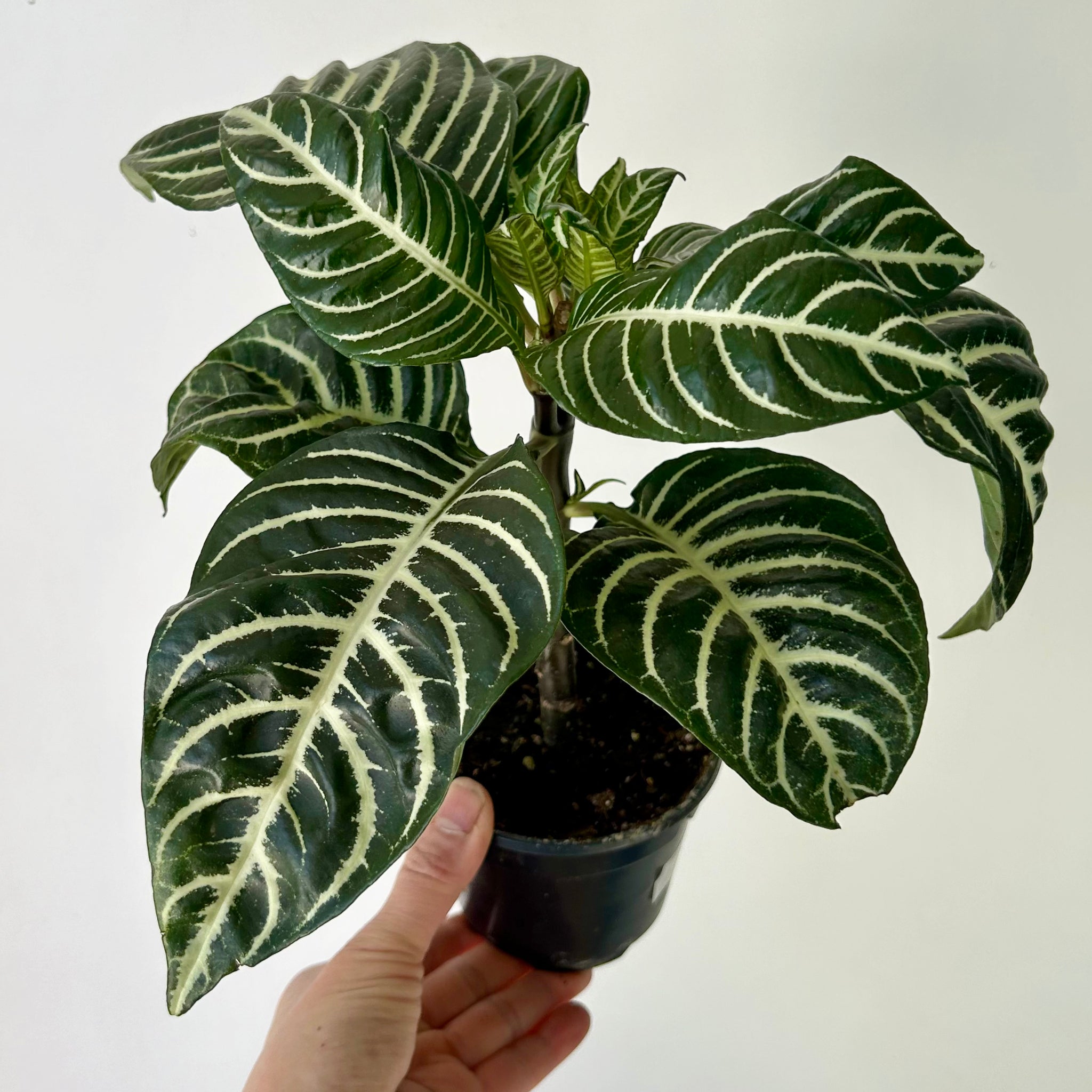 Zebra Plant (Aphelandra Dania) 4