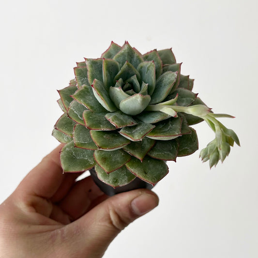Echeveria ‘California Queen’ 2.5”pot