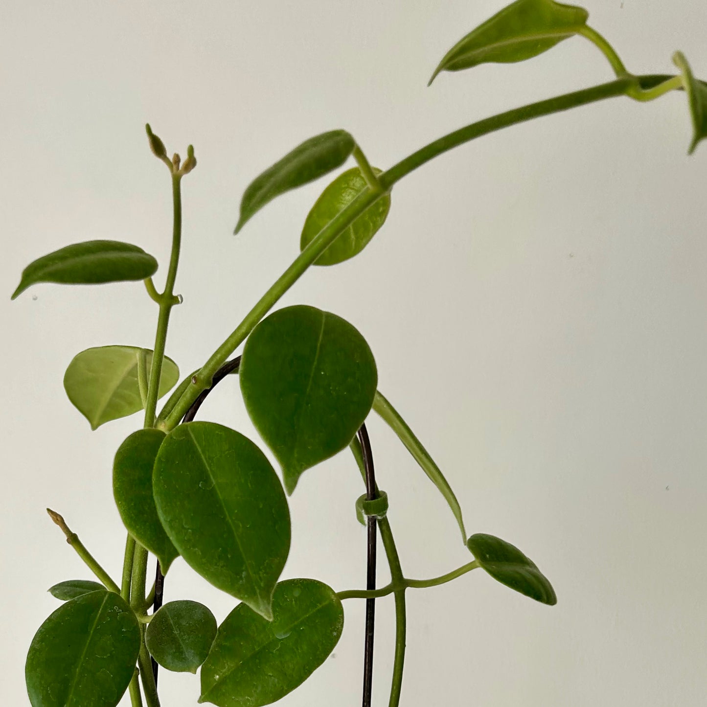 Hoya lauterbachii in 3.5”pot