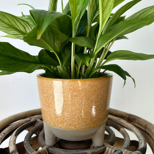 GEMMA Decorative Ceramic Footed Planter (4.5”x3.5”) SQUASH YELLOW