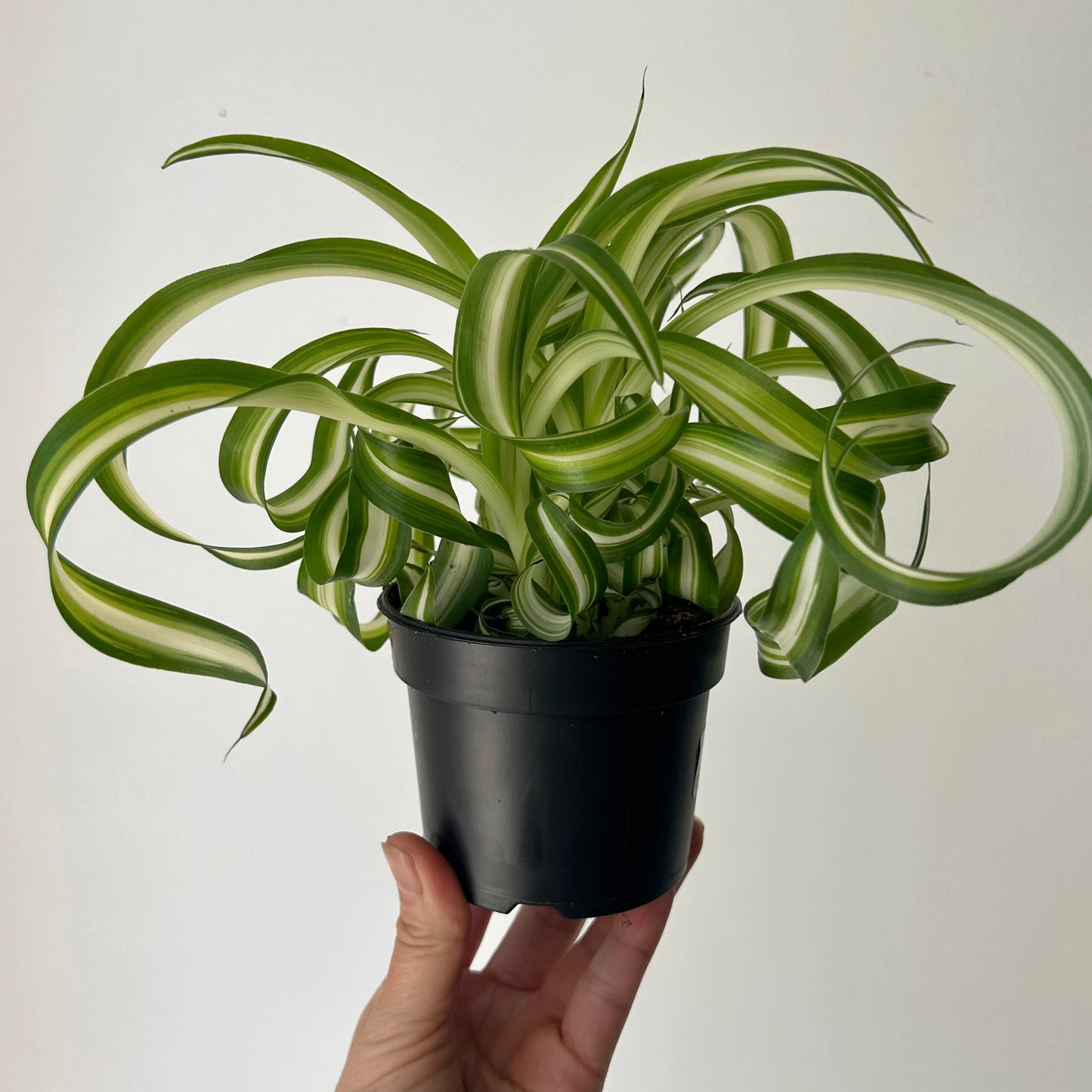 Curly Spider Plant (Chlorophytum Comosum) 3.5"”pot