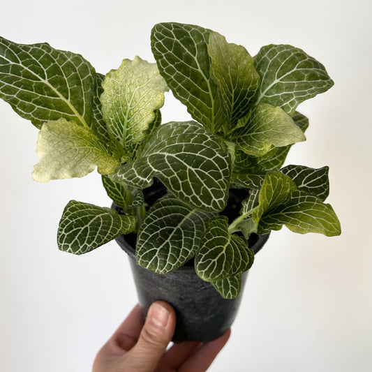 Nerve Plant (Fittonia) 4”pot