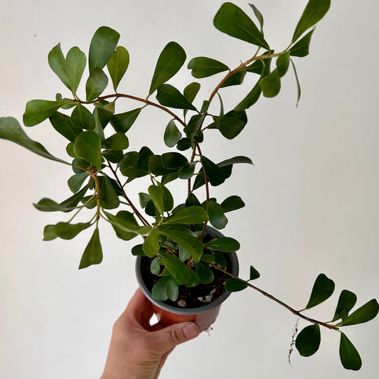 Ficus lingua 4” pot