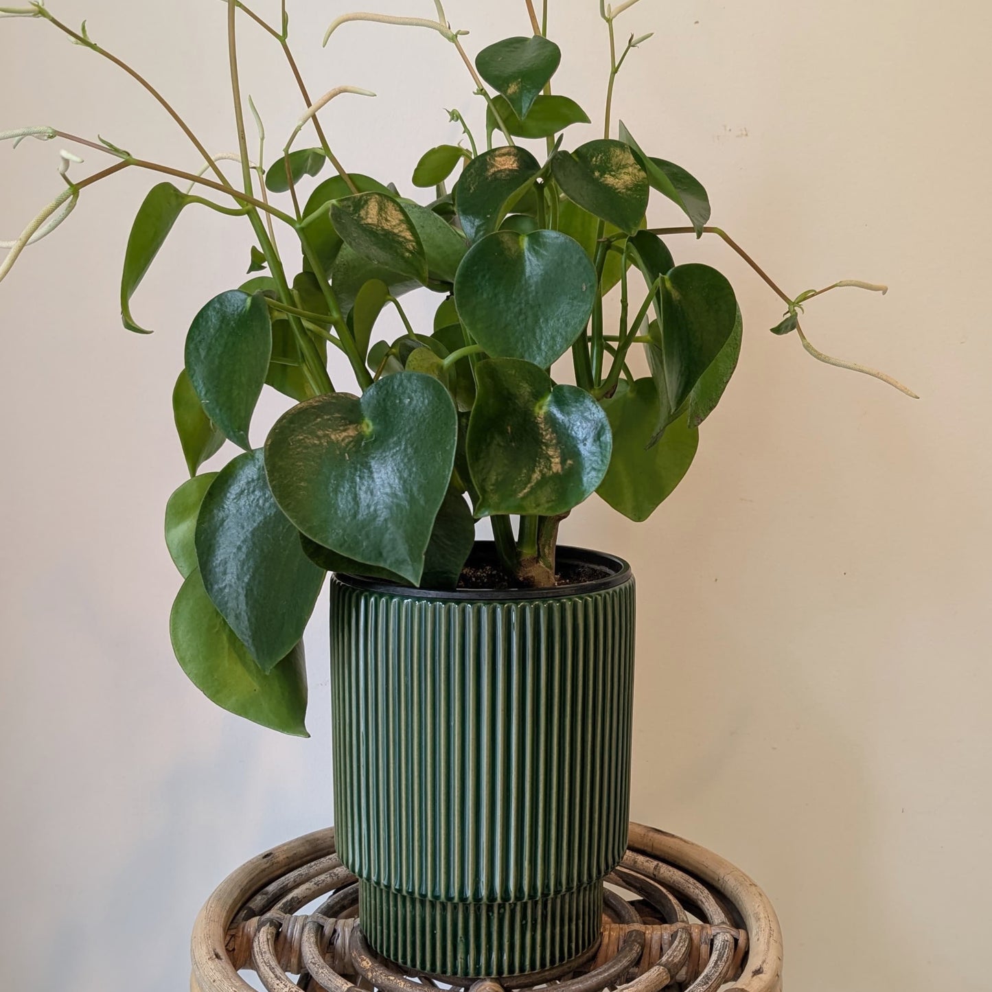 MORRIGAN GREEN Raised Decorative Pot (available in two sizes).