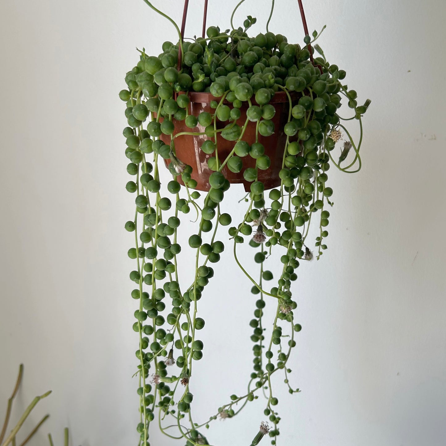 String of Pearls (Senecio Rowleyanus) 4.5 hanging basket