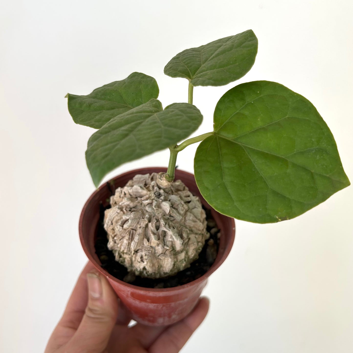 Matelea cyclophylla 3.5”pot